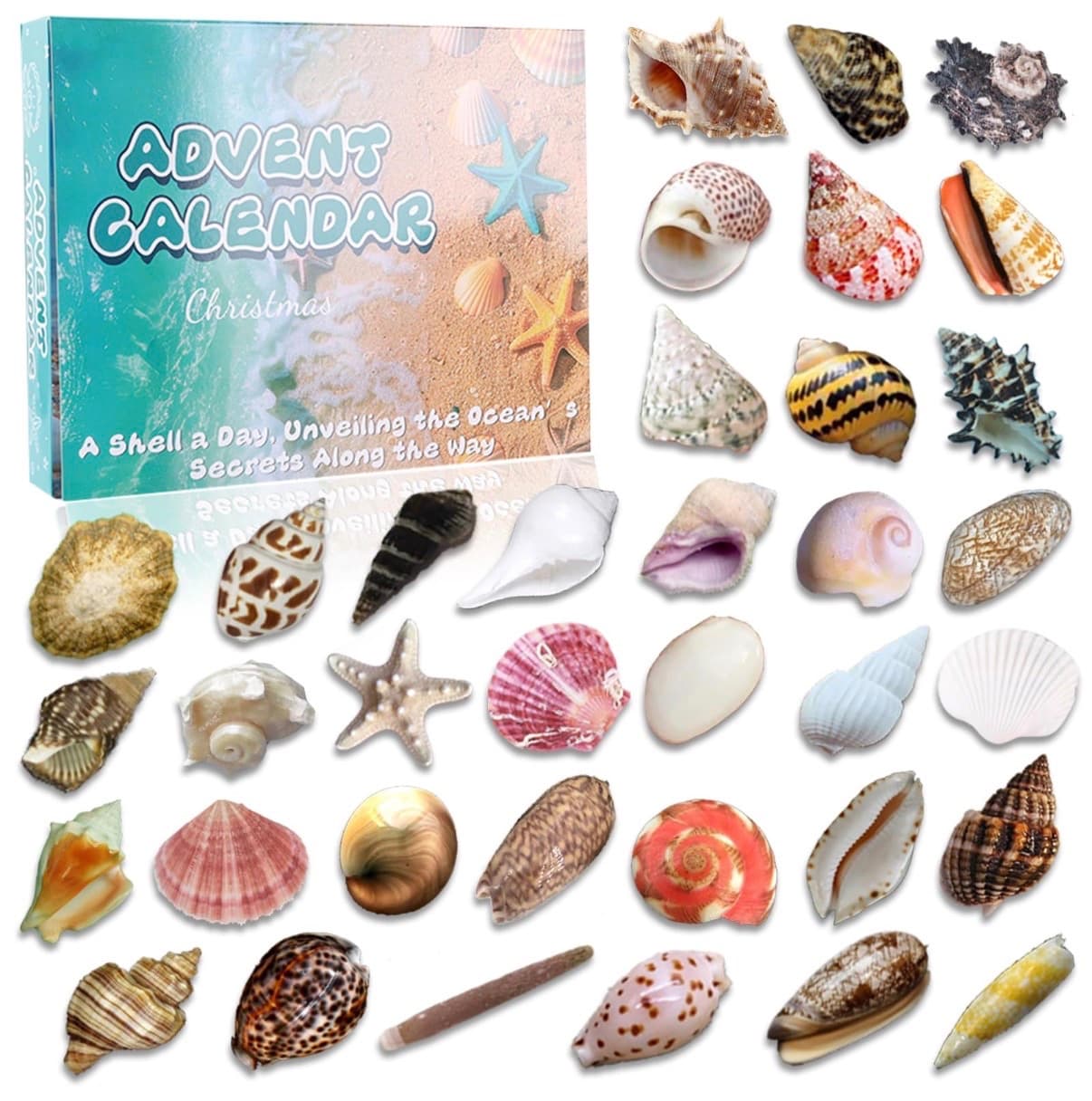 Kids' Seashell Advent Calendar, 24 Days