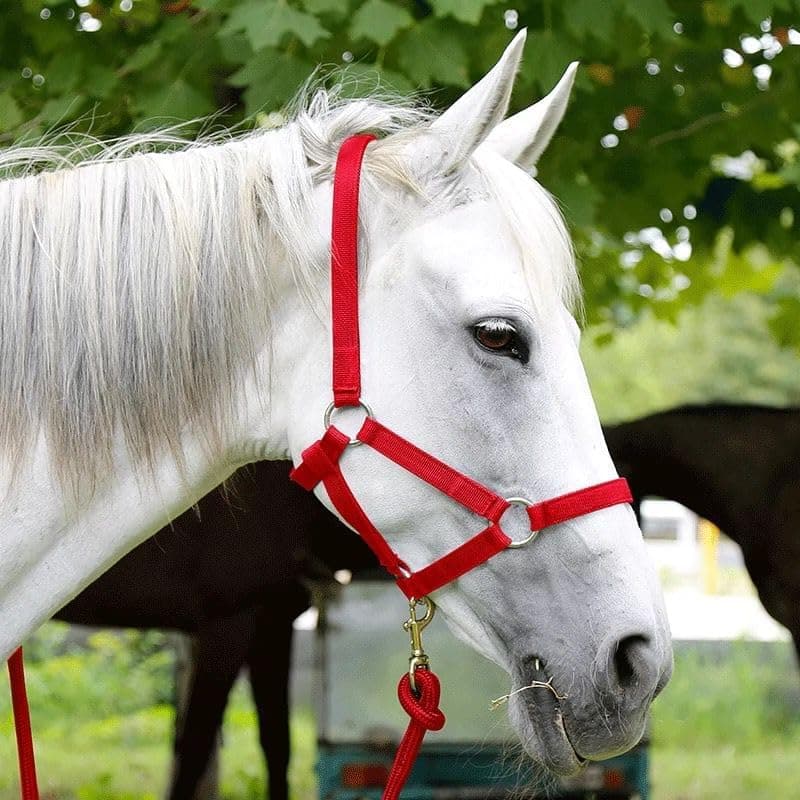 Adjustable Nylon Horse Halter, Red, XL